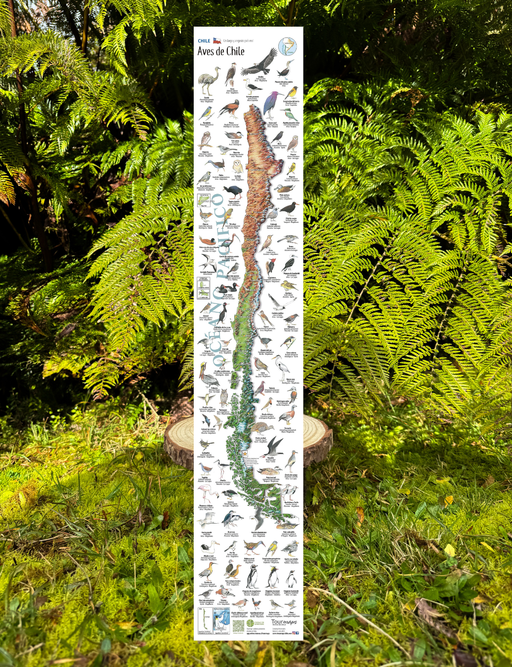 Aves de Chile - Mapa desplegable