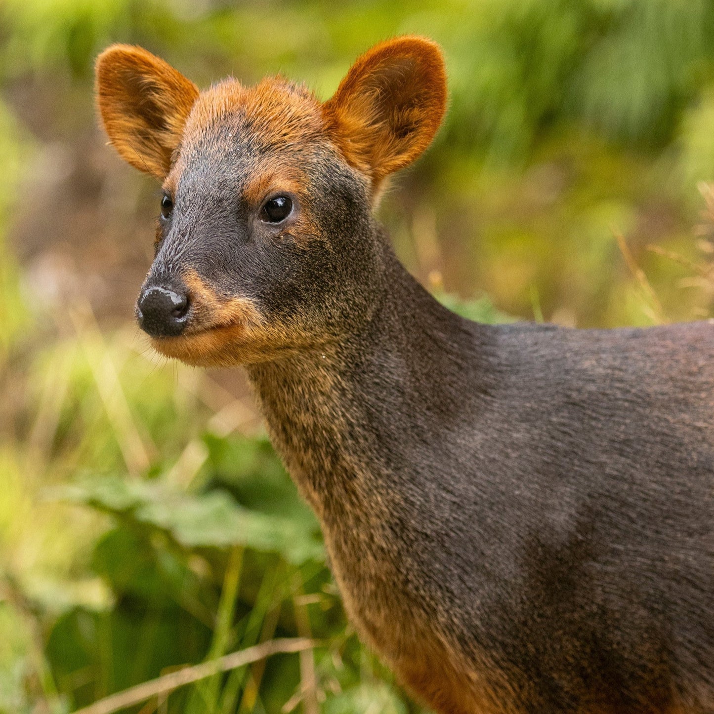 Adopta un pudu