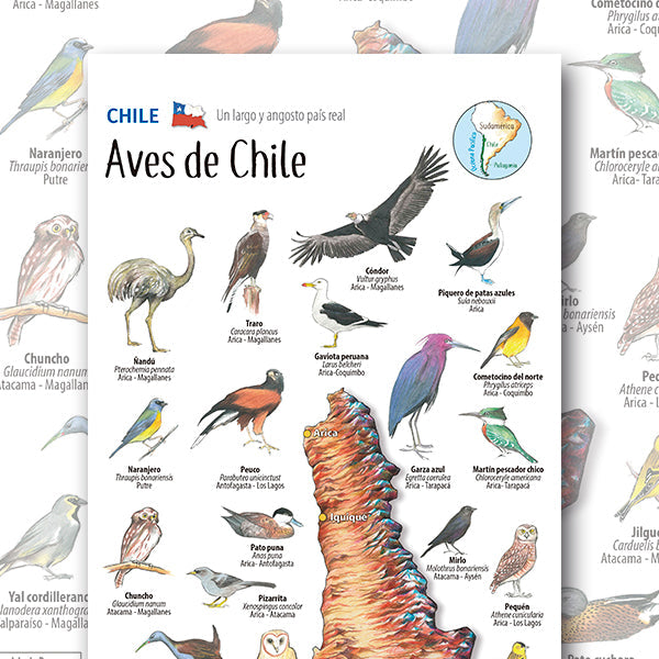 Aves de Chile - Mapa desplegable