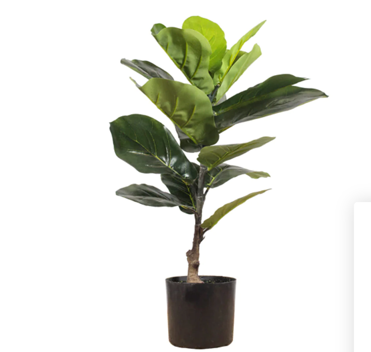 Planta Vivero nativo